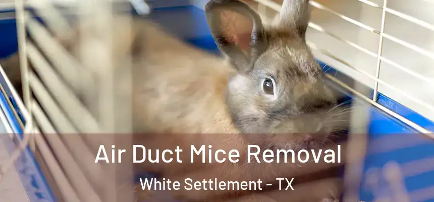 Air Duct Mice Removal White Settlement - TX